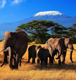 Amboseli elephant herd